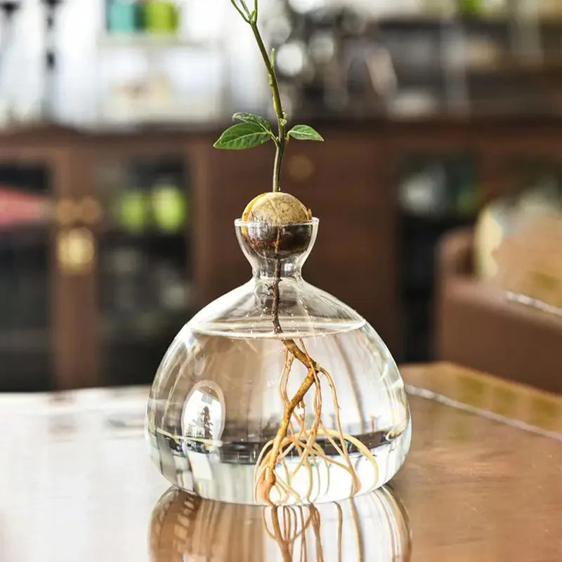 Plant Parent Kit - Avocado seed starting vase Transparent glass