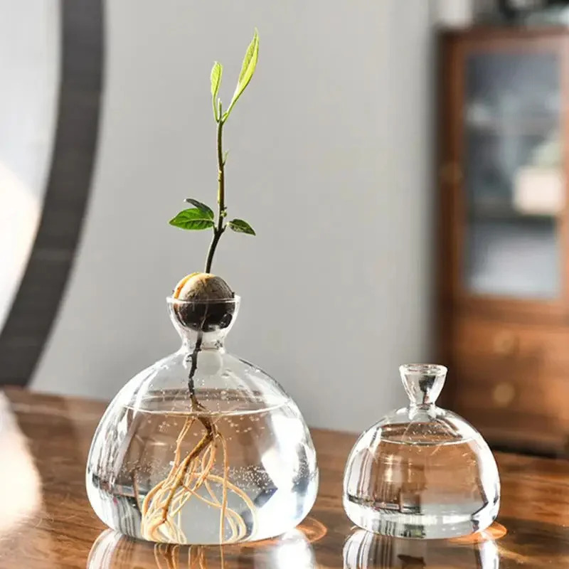 Avocado seed starting vase Tra - Plant Parent Kit ulasan dan harga