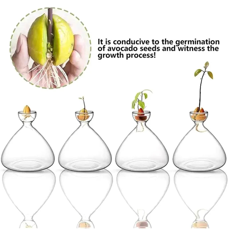 Avocado seed starting vase Tra - Plant Parent Kit ulasan dan harga