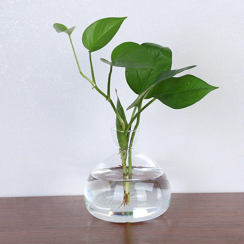 Avocado seed starting vase Tra - Plant Parent Kit ulasan dan harga